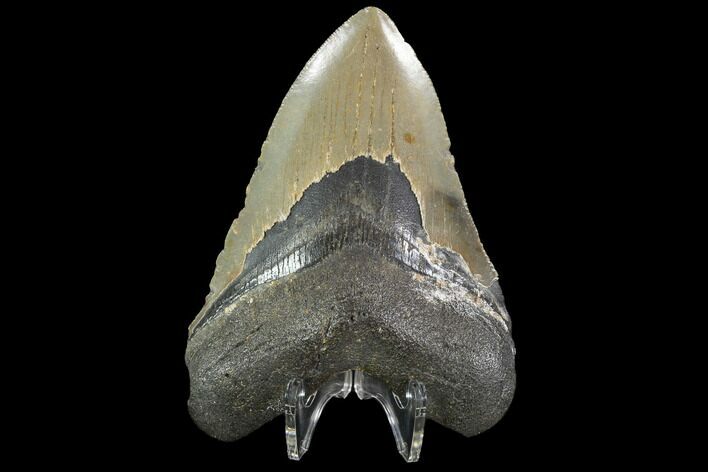 Fossil Megalodon Tooth - North Carolina #92437